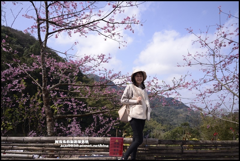 大熊櫻花園6.JPG 大熊櫻花園6.JPG