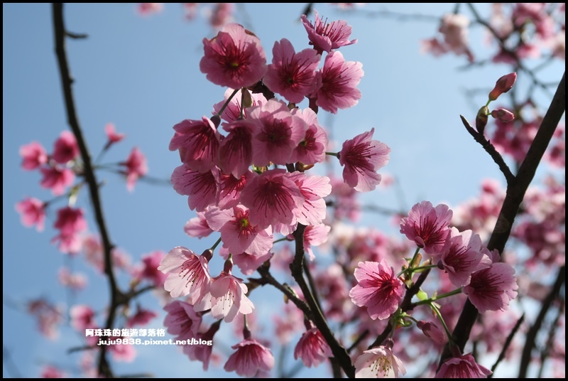 大熊櫻花園14.JPG 大熊櫻花園14.JPG