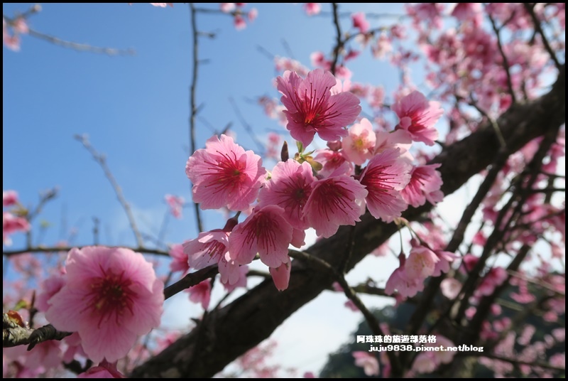 大熊櫻花園13.JPG 大熊櫻花園13.JPG
