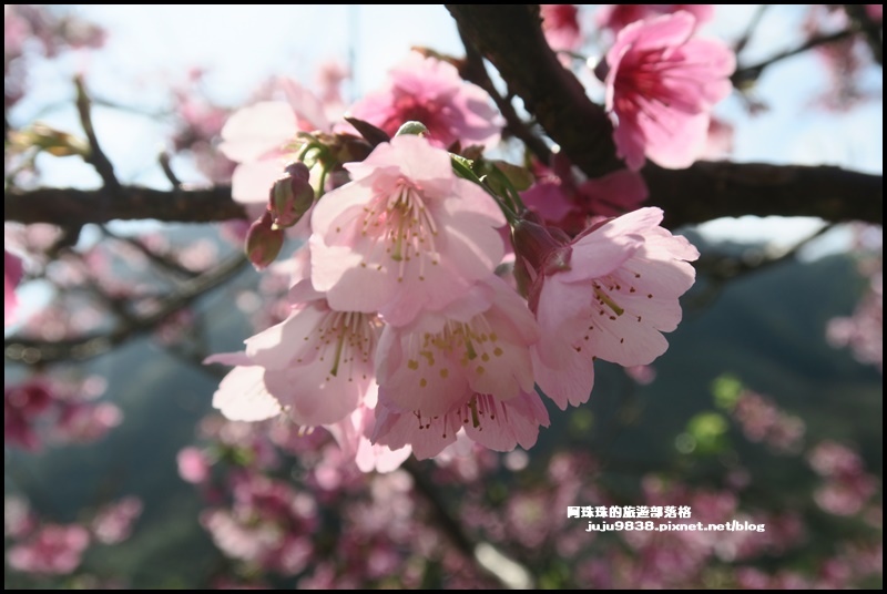 大熊櫻花園12.JPG 大熊櫻花園12.JPG