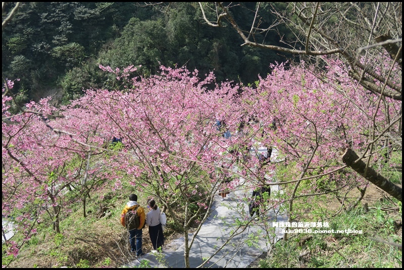 大熊櫻花園15.JPG