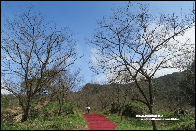 大熊櫻花園17.JPG 大熊櫻花園17.JPG