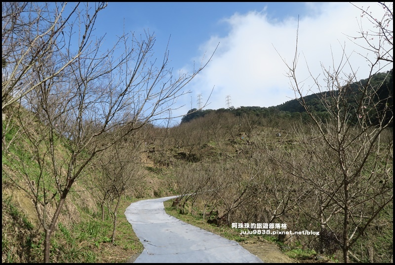 大熊櫻花園18.JPG 大熊櫻花園18.JPG
