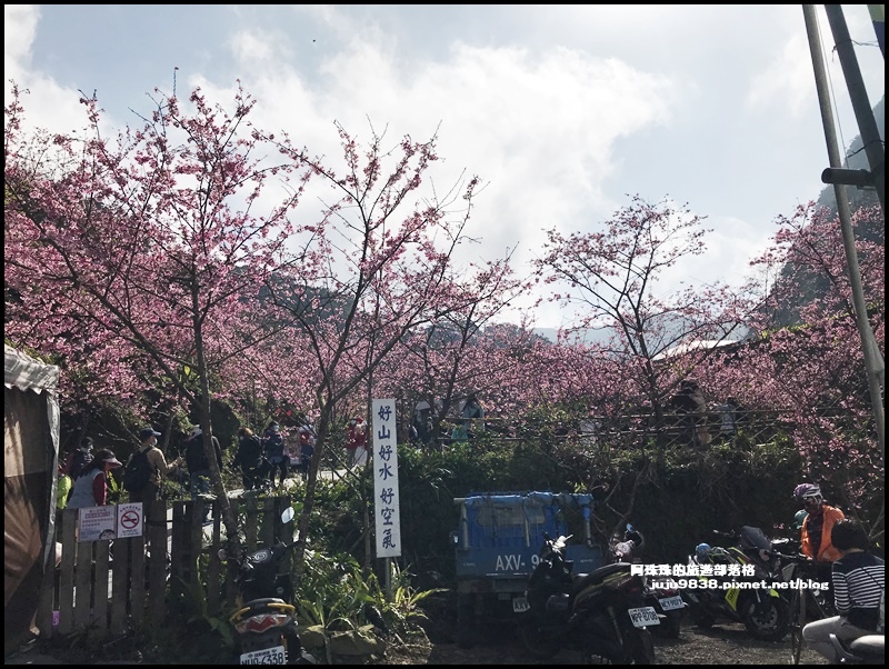 大熊櫻花園20.JPG 大熊櫻花園20.JPG