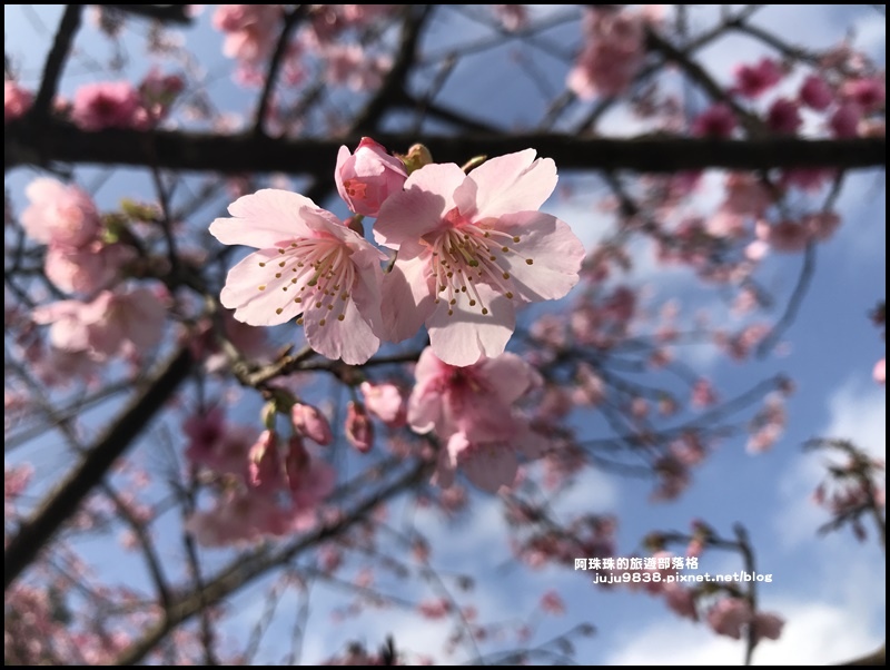 大熊櫻花園22.JPG 大熊櫻花園22.JPG