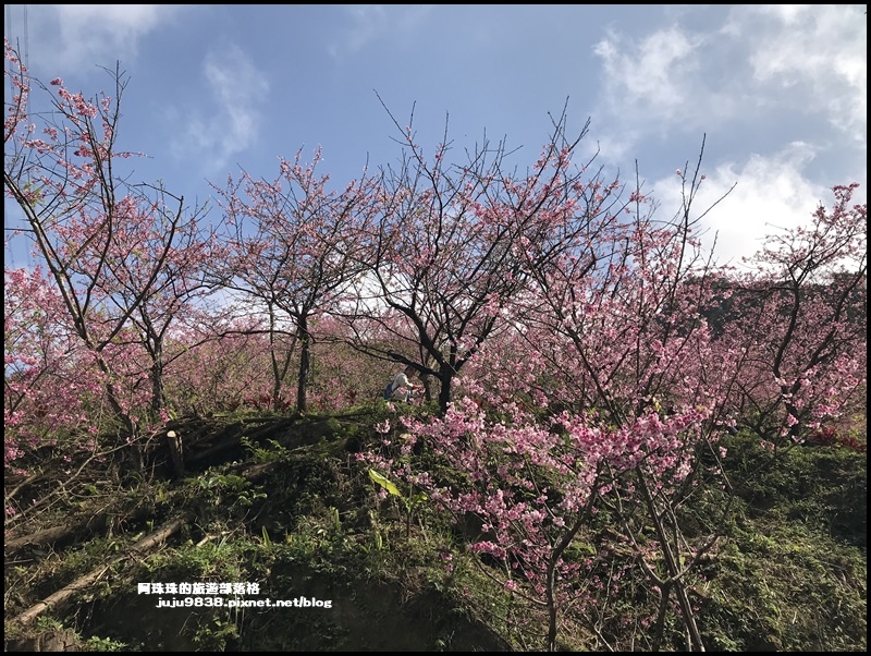 大熊櫻花園23.JPG 大熊櫻花園23.JPG