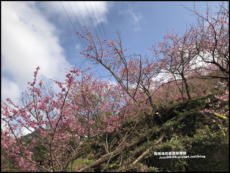 大熊櫻花園24.JPG