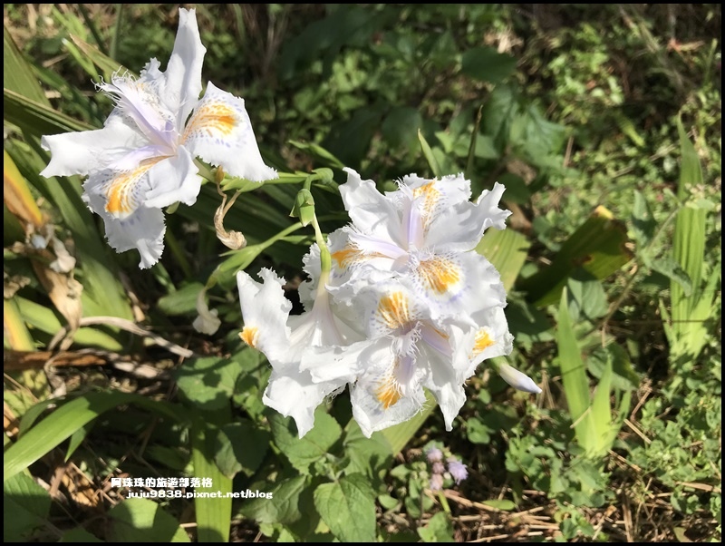 大熊櫻花園27.JPG 大熊櫻花園27.JPG
