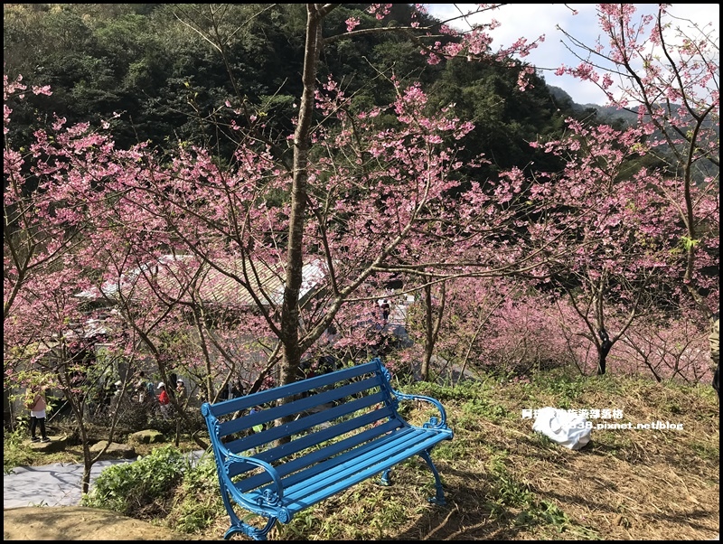 大熊櫻花園26.JPG 大熊櫻花園26.JPG