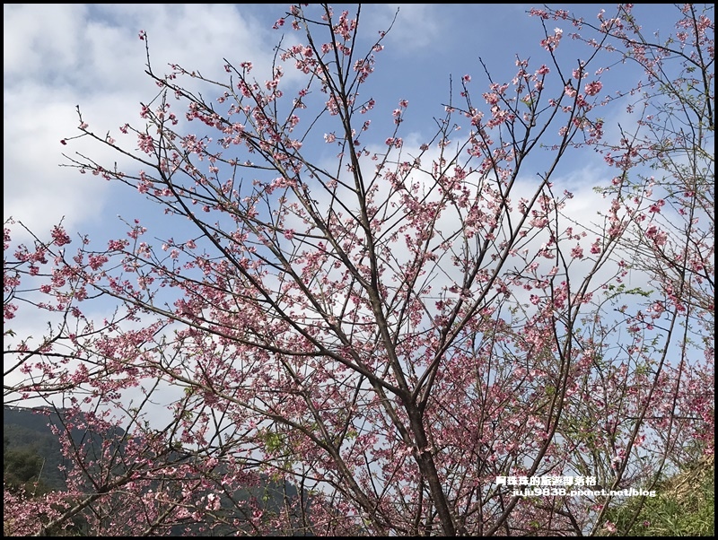 大熊櫻花園30.JPG 大熊櫻花園30.JPG