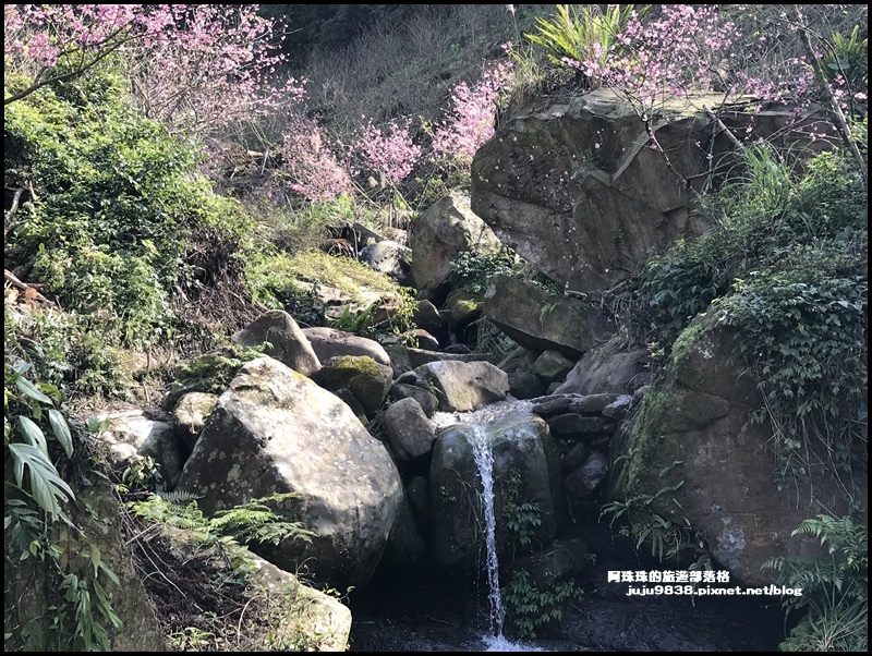 大熊櫻花園31.JPG 大熊櫻花園31.JPG