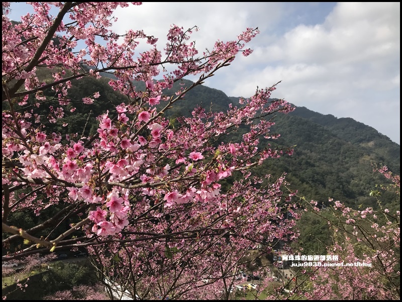 大熊櫻花園33.JPG 大熊櫻花園33.JPG