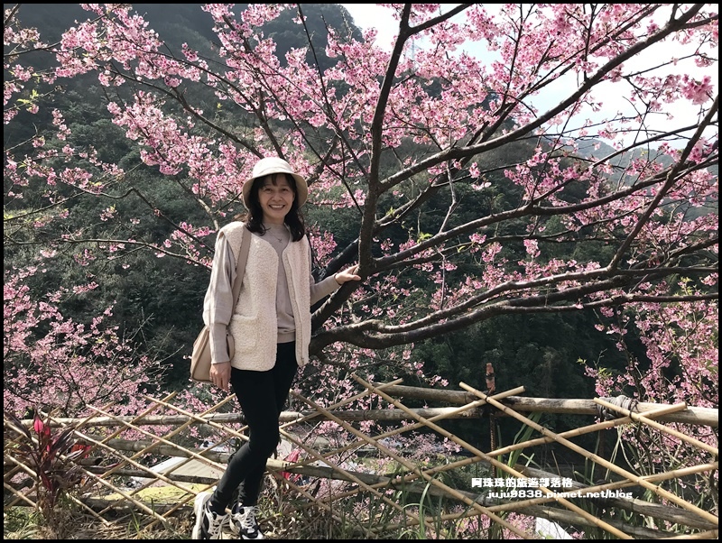 大熊櫻花園34.JPG 大熊櫻花園34.JPG