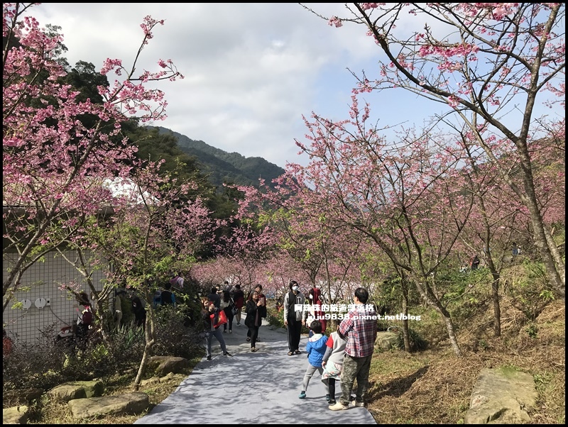 大熊櫻花園39.JPG 大熊櫻花園39.JPG