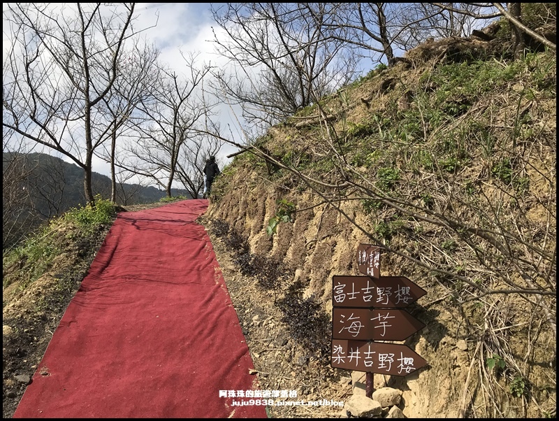 大熊櫻花園38.JPG 大熊櫻花園38.JPG