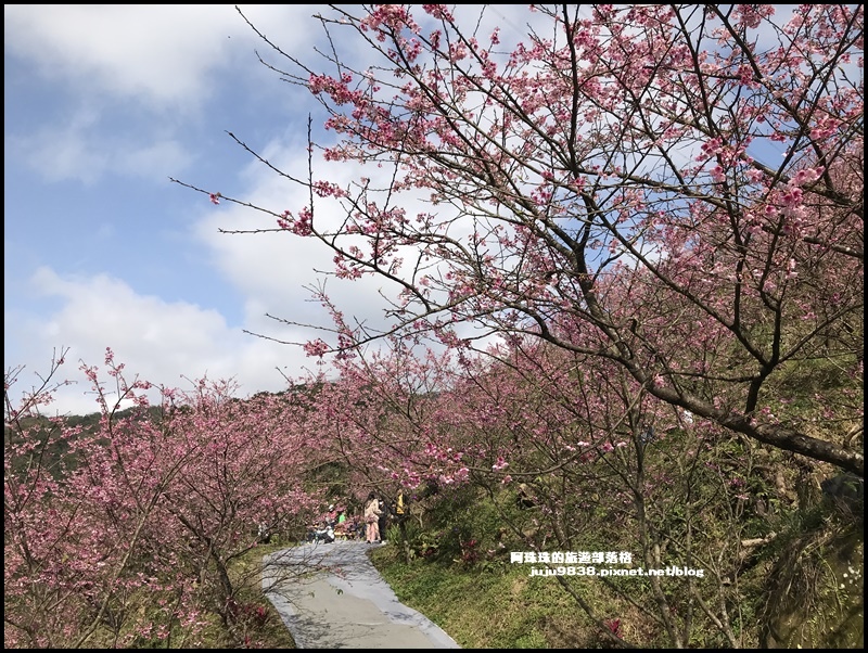 大熊櫻花園40.JPG 大熊櫻花園40.JPG
