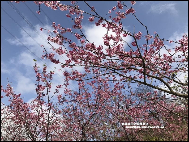 大熊櫻花園36.JPG