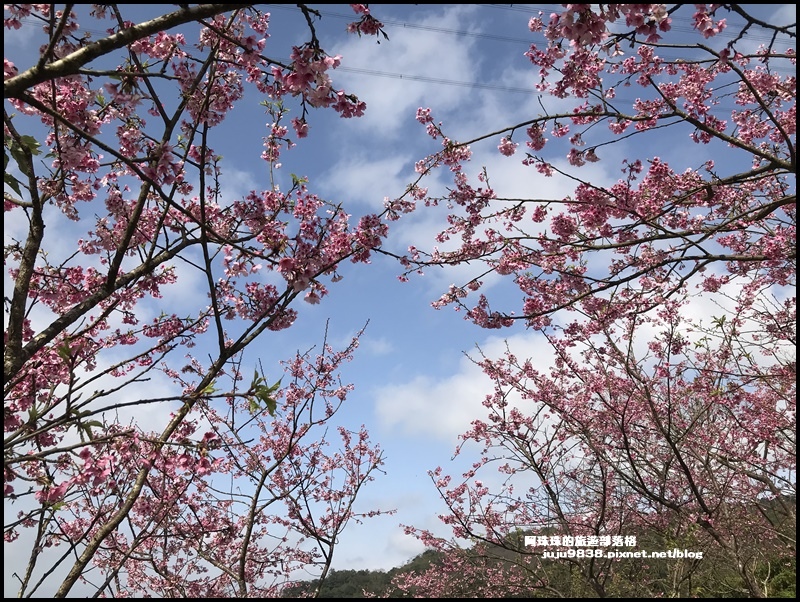 大熊櫻花園37.JPG