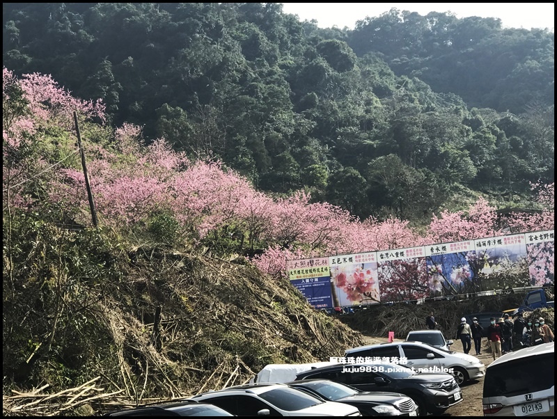 大熊櫻花園46.JPG