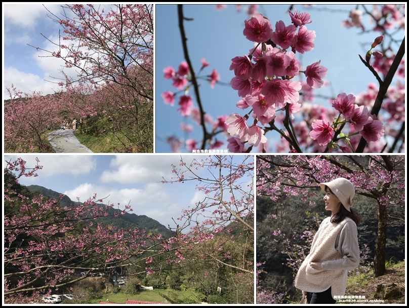 櫻花,大熊櫻花林,三色寒櫻,熊空茶園,櫻花林,八重櫻,富士吉野櫻,新北,三峽,賞花,賞櫻,櫻花季,健行,登山,拍照,打卡