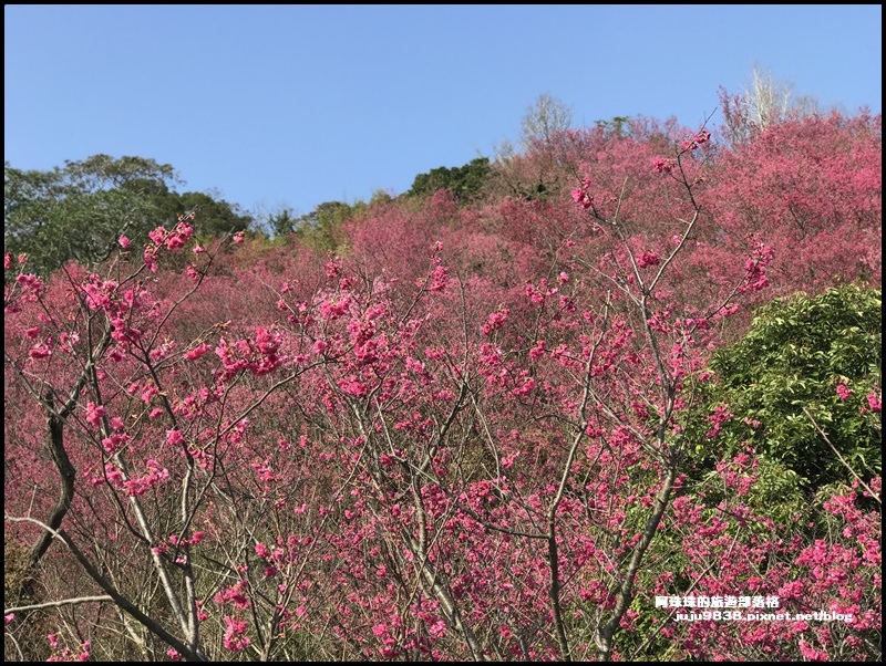 桃園楊梅 秀才登山步道 山櫻花盛開 粉嫩花朵綻放枝頭 浪漫程度破表 輕旅行