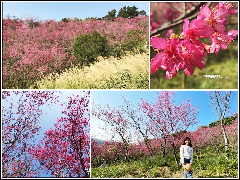 桃園楊梅 秀才登山步道 山櫻花盛開 粉嫩花朵綻放枝頭 浪漫程度破表 輕旅行