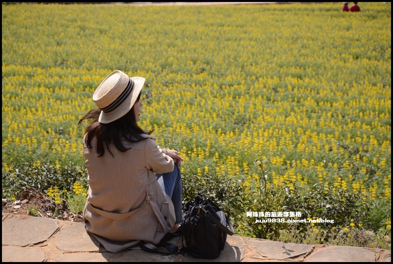 大北坑魯冰花5.JPG 大北坑魯冰花5.JPG