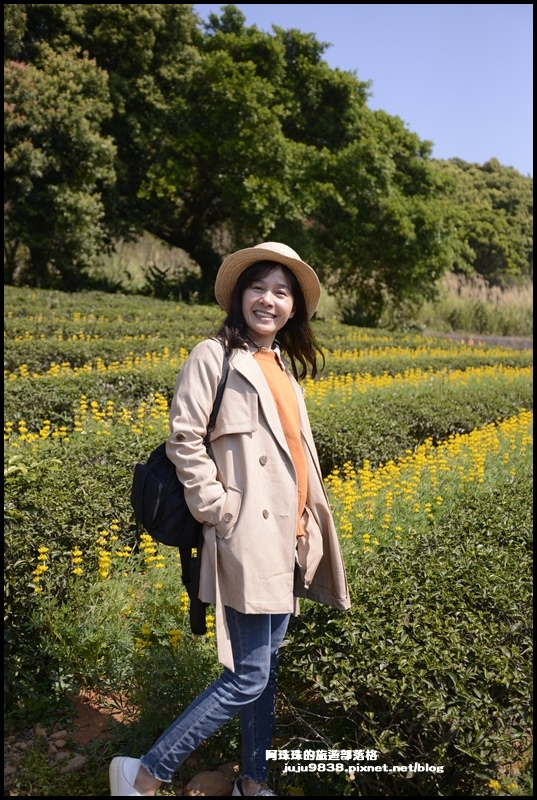 大北坑魯冰花2.JPG 大北坑魯冰花2.JPG