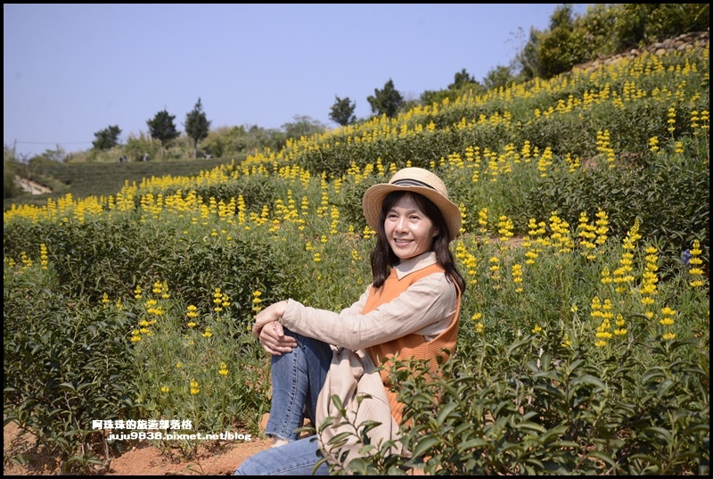 大北坑魯冰花6.JPG 大北坑魯冰花6.JPG