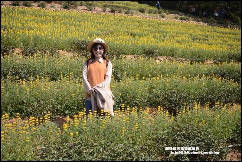 大北坑魯冰花12.JPG 大北坑魯冰花12.JPG