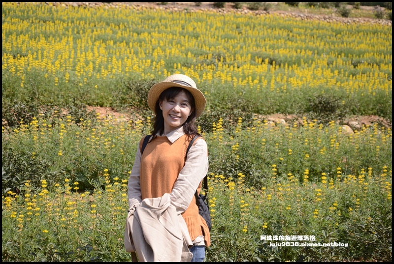 大北坑魯冰花14.JPG 大北坑魯冰花14.JPG