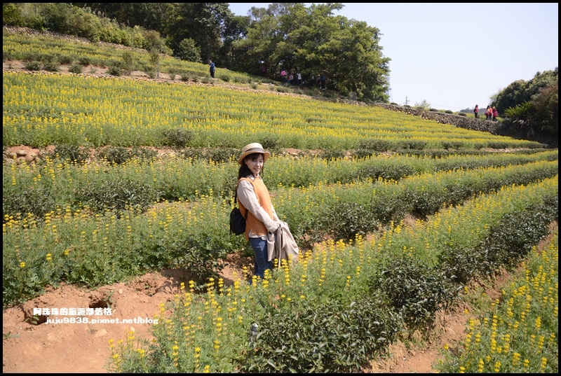 大北坑魯冰花15.JPG 大北坑魯冰花15.JPG