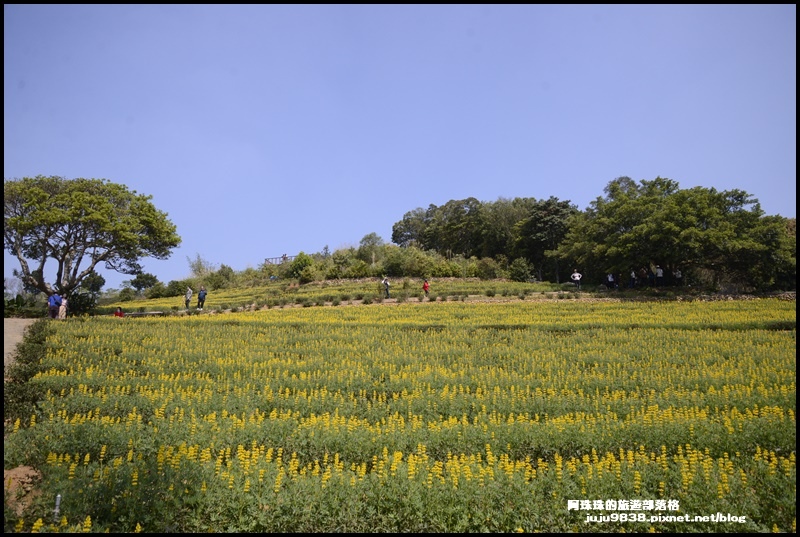 大北坑魯冰花19.JPG