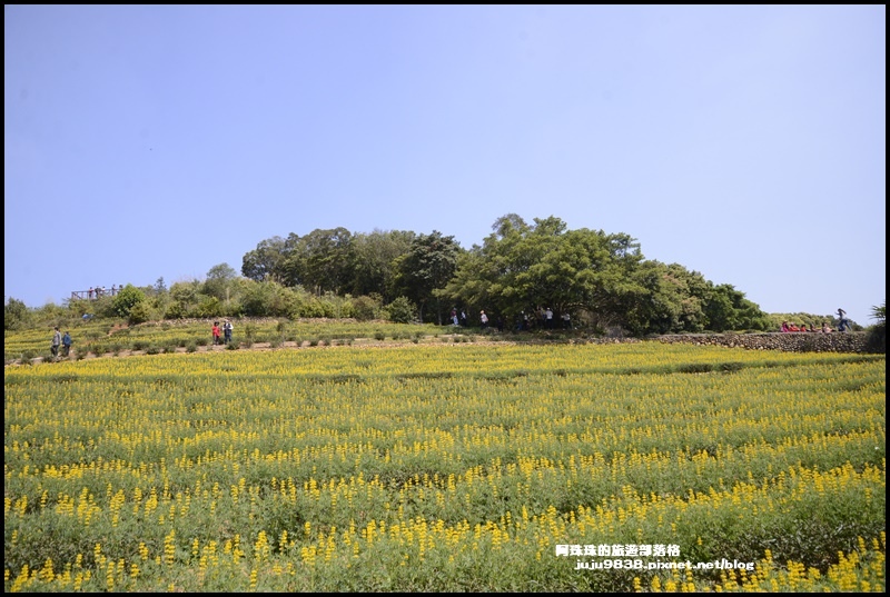 大北坑魯冰花18.JPG 大北坑魯冰花18.JPG