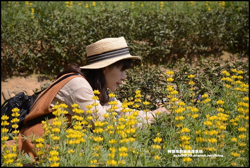 大北坑魯冰花21.JPG 大北坑魯冰花21.JPG