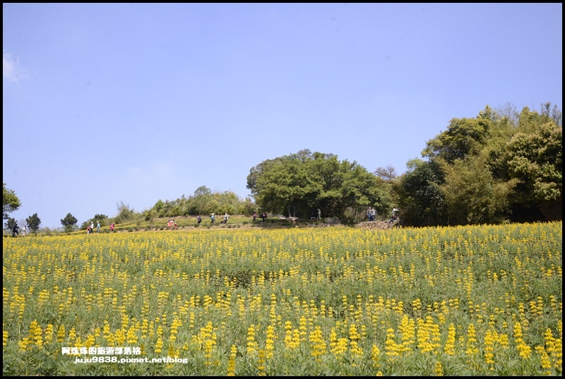 大北坑魯冰花25.JPG 大北坑魯冰花25.JPG
