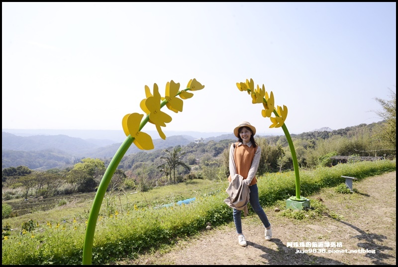 大北坑魯冰花26.JPG 大北坑魯冰花26.JPG