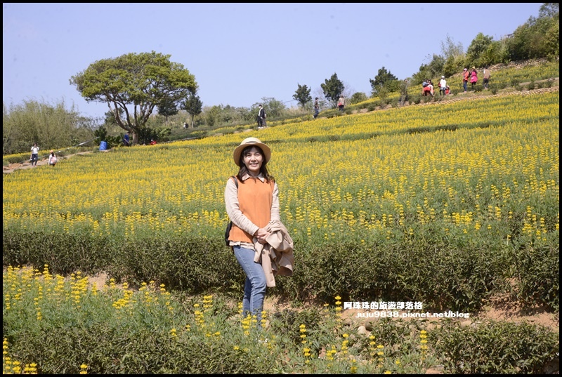 大北坑魯冰花23.JPG 大北坑魯冰花23.JPG