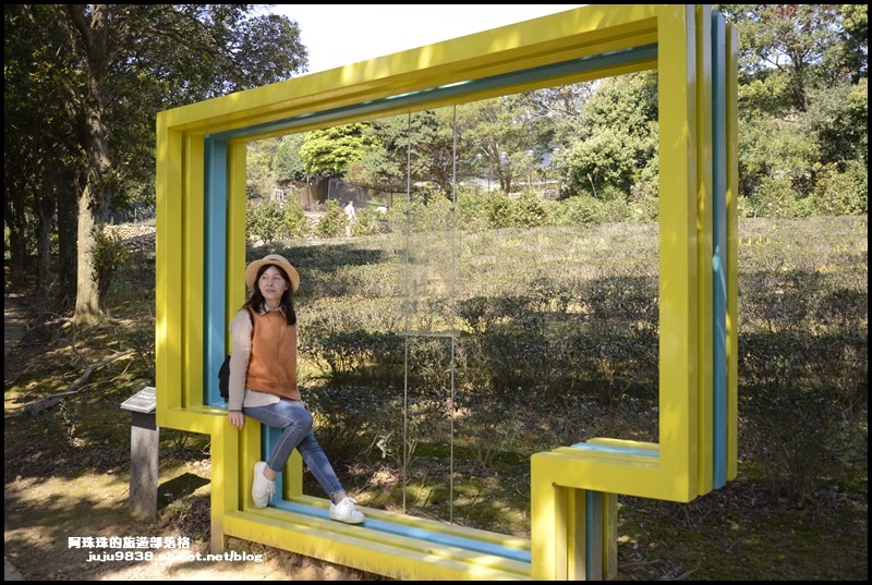 大北坑魯冰花31.JPG 大北坑魯冰花31.JPG