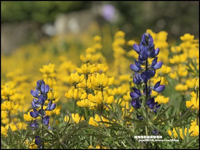 大北坑魯冰花36.JPG 大北坑魯冰花36.JPG