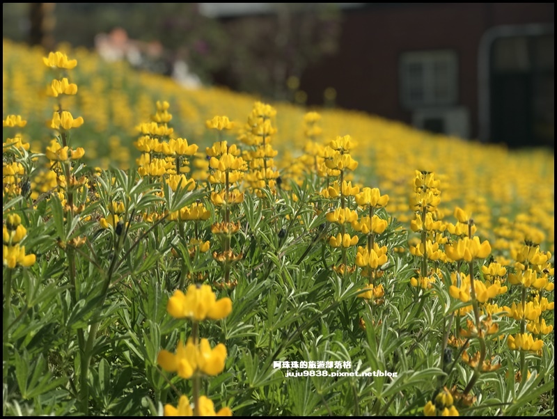 大北坑魯冰花38.JPG 大北坑魯冰花38.JPG