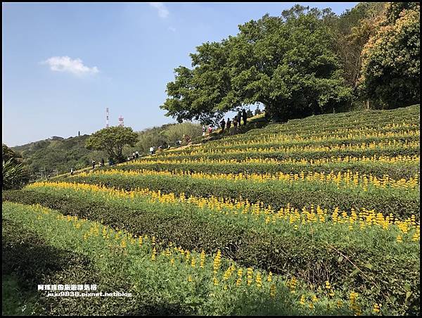 大北坑魯冰花42.JPG