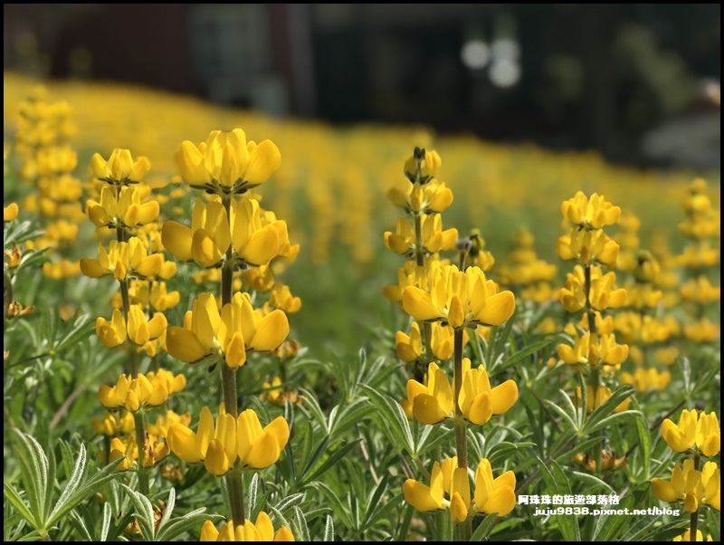 大北坑魯冰花39.JPG 大北坑魯冰花39.JPG