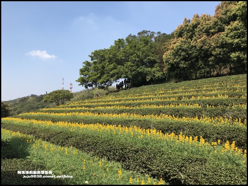 大北坑魯冰花40.JPG 大北坑魯冰花40.JPG