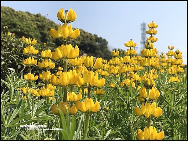 大北坑魯冰花44.JPG