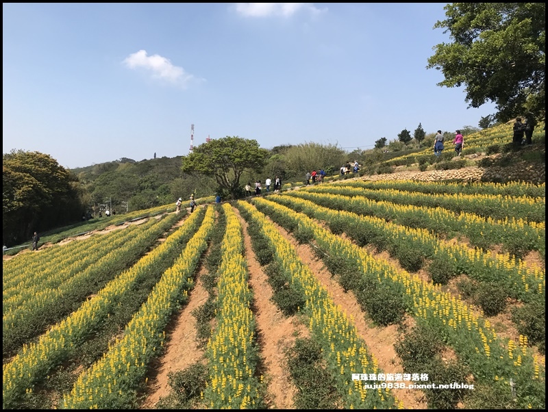 大北坑魯冰花45.JPG 大北坑魯冰花45.JPG