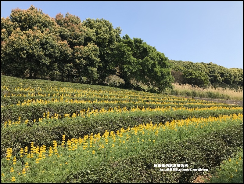 大北坑魯冰花43.JPG 大北坑魯冰花43.JPG