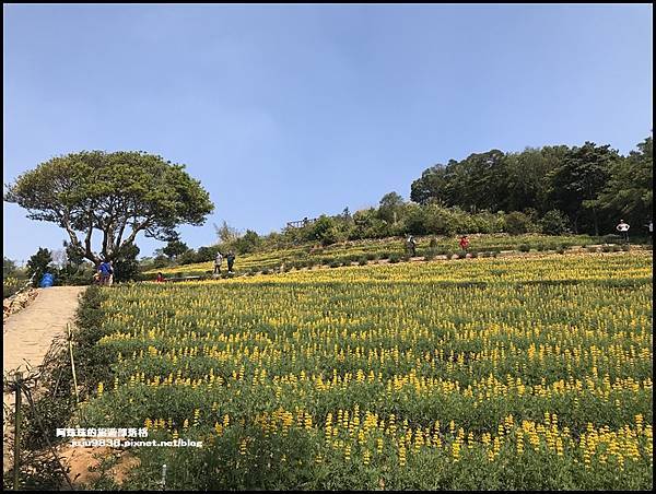 大北坑魯冰花49.JPG