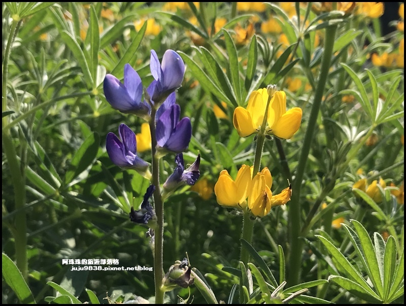 大北坑魯冰花50.JPG 大北坑魯冰花50.JPG