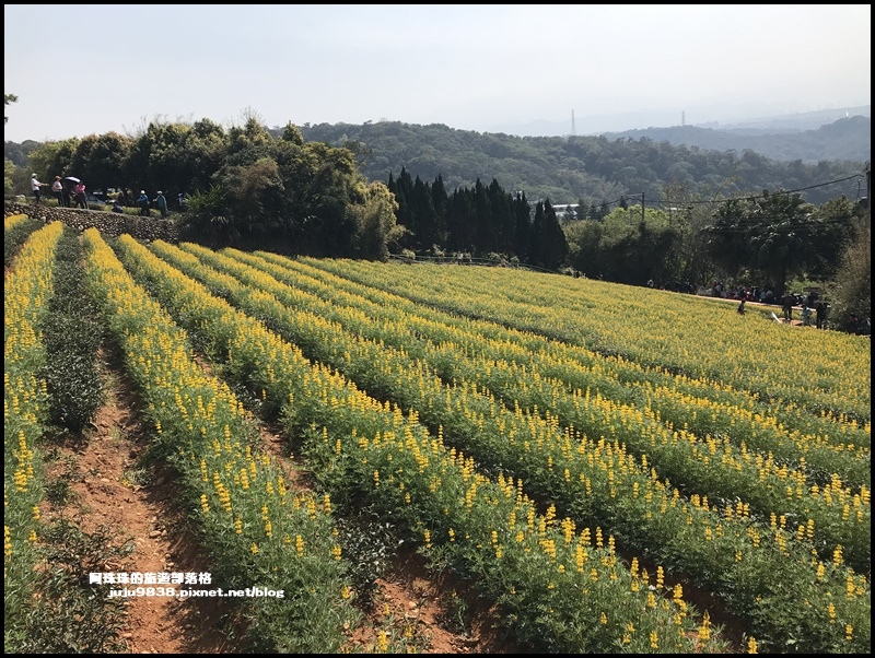 大北坑魯冰花47.JPG 大北坑魯冰花47.JPG